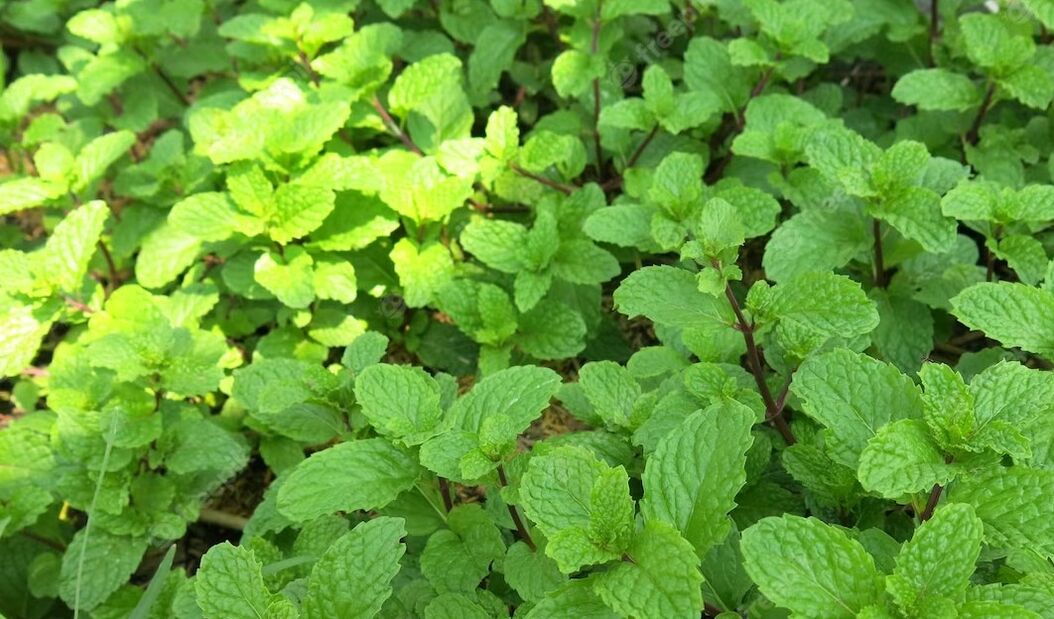 Peppermint has a rejuvenating effect thanks to arginine in its composition