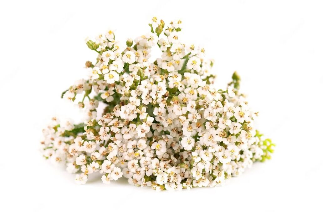 Yarrow cleanses, nourishes and soothes the skin, leaving it fresher, smoother and softer
